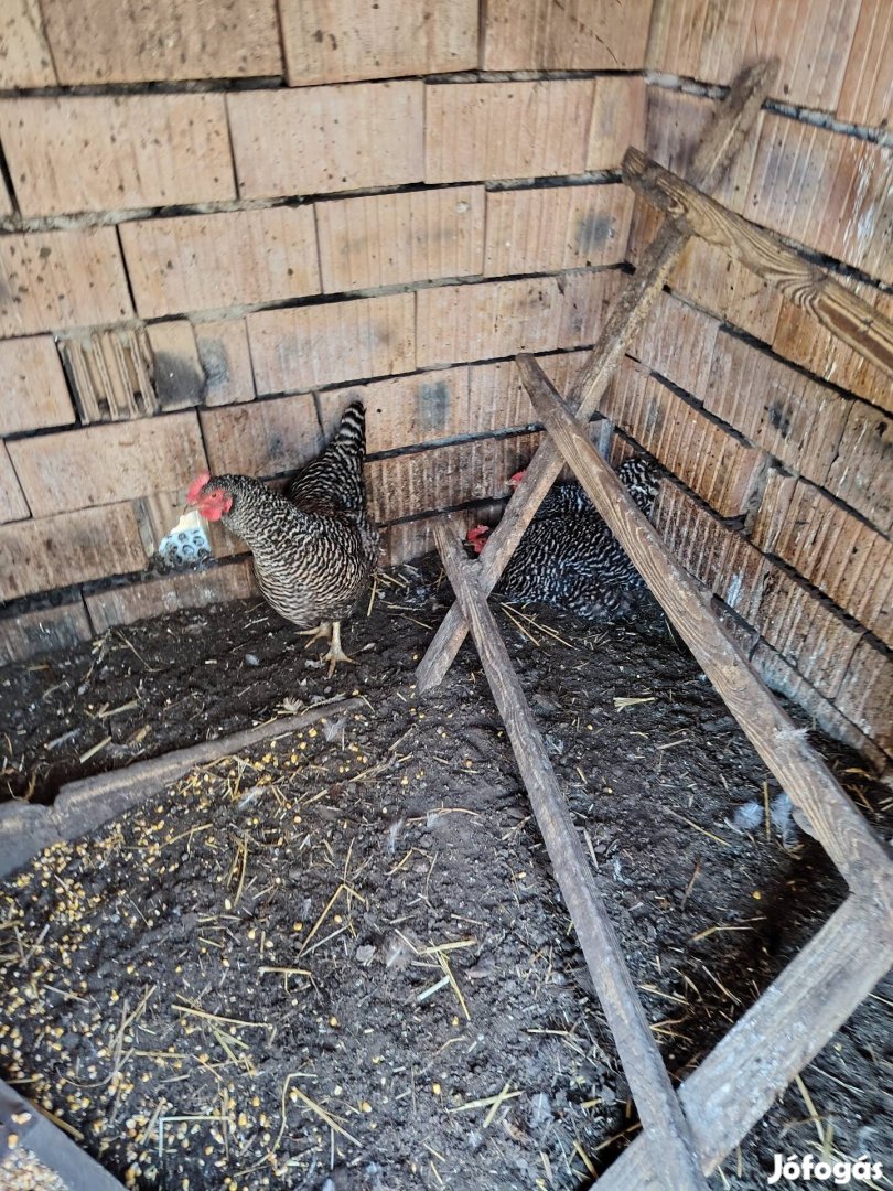 amrock család eladó