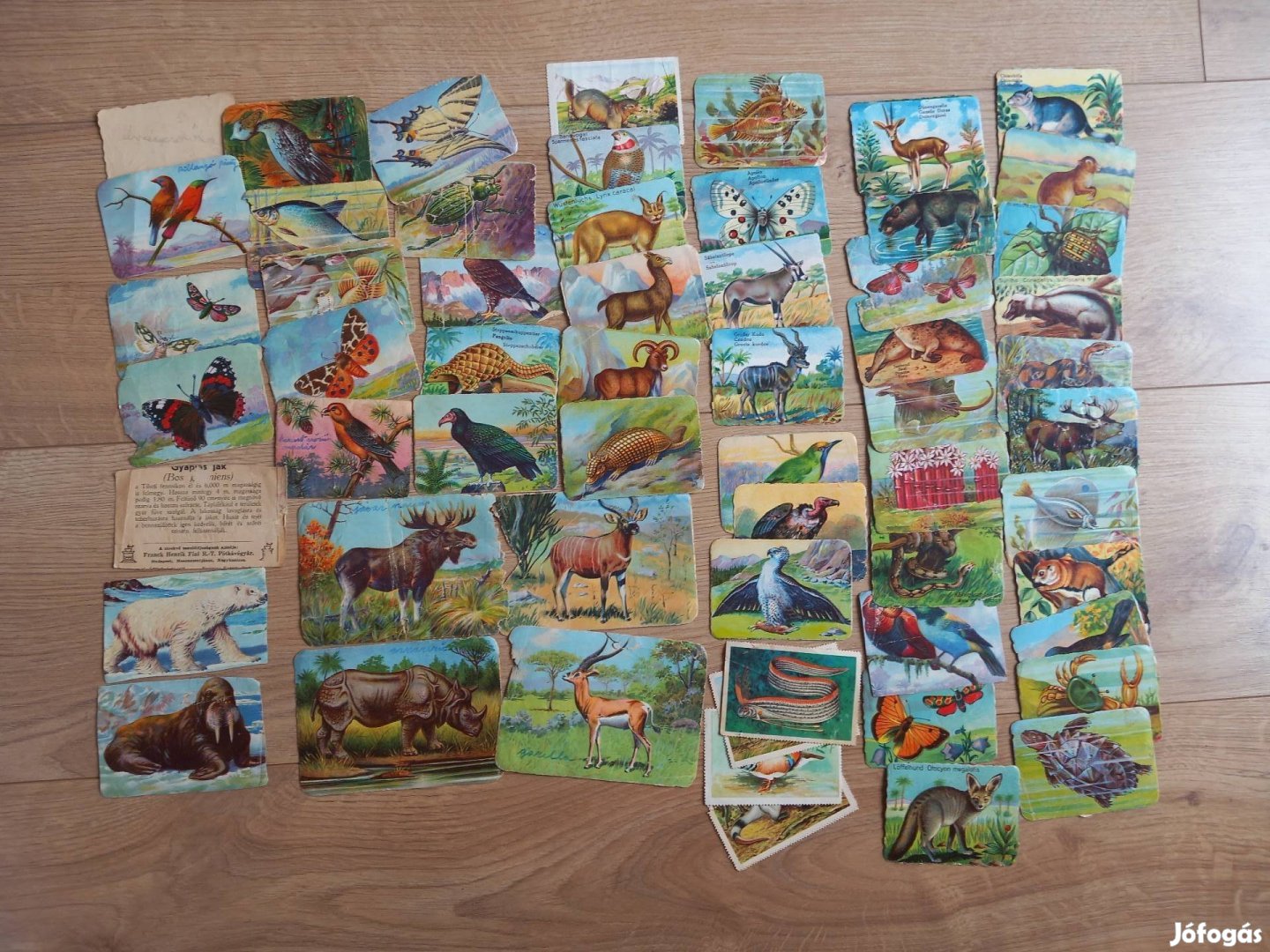 antik régi állatos gyűjthető kép kártya