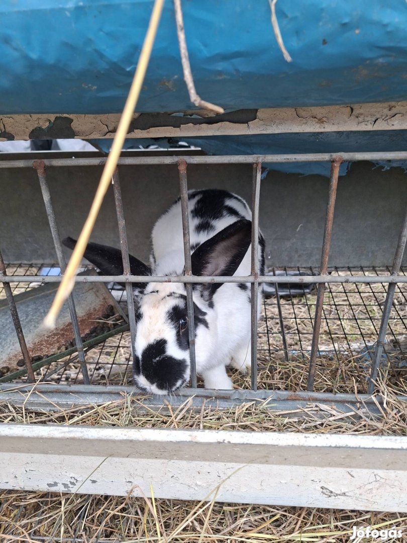 anya és bak nyúl eladó Sarkad