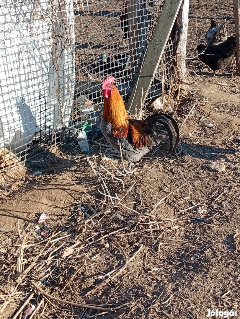 australorp és marans kakasok