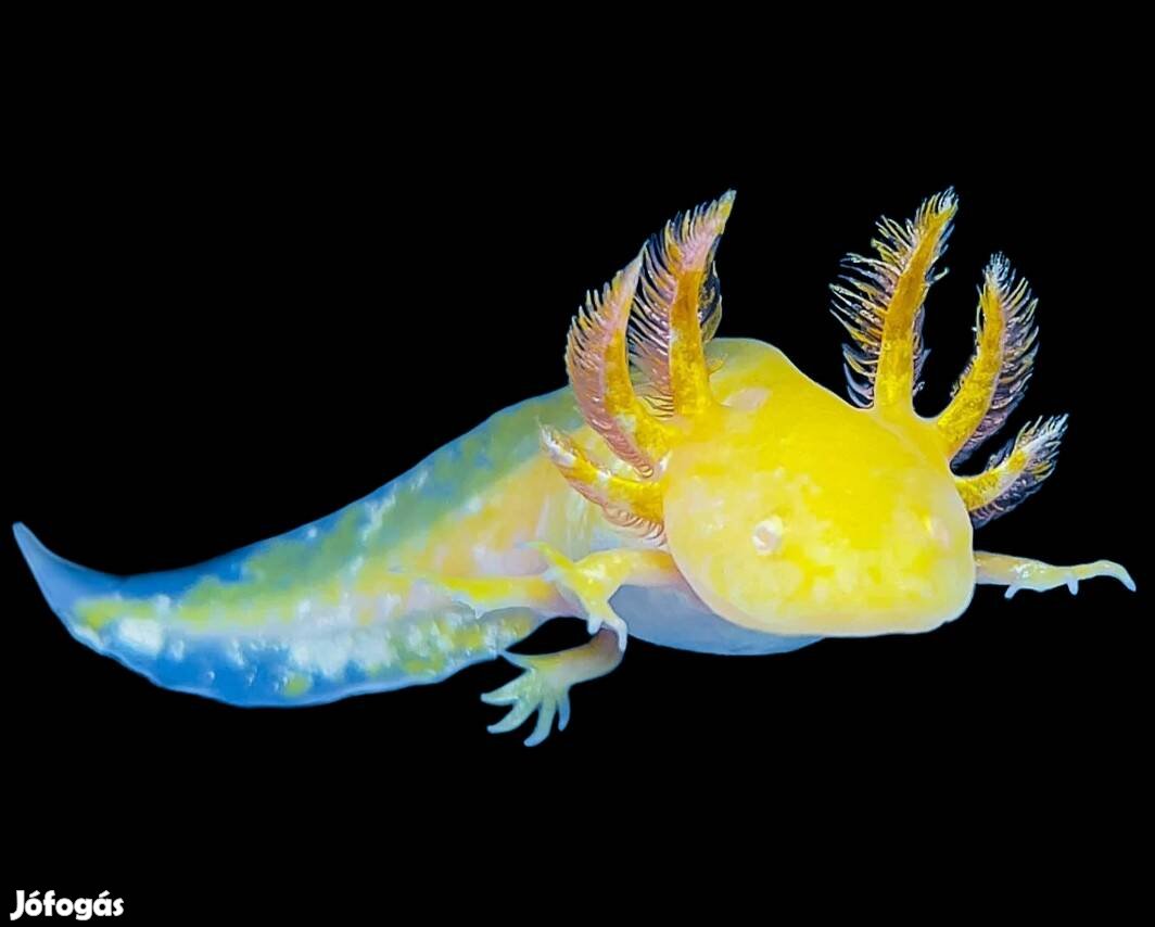 axolotl növendekek