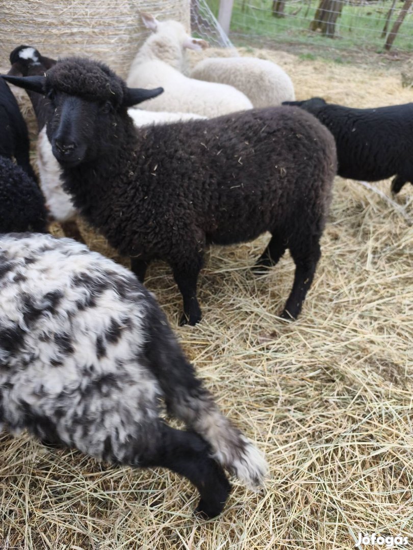 bárányok kb 20 kg vágásra továbtartásra csere érdekel