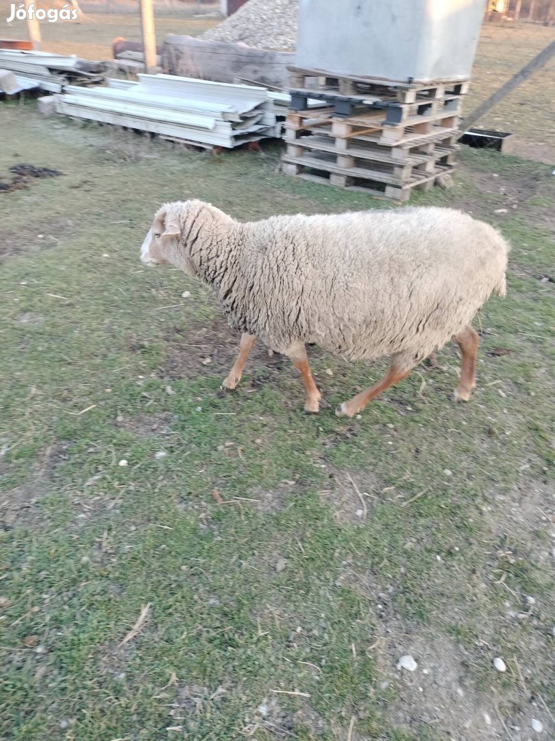 birka eladó!