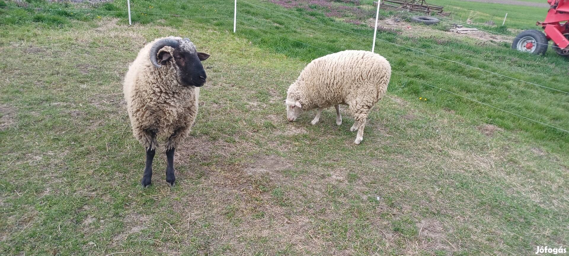 birka pár 1 évesek.