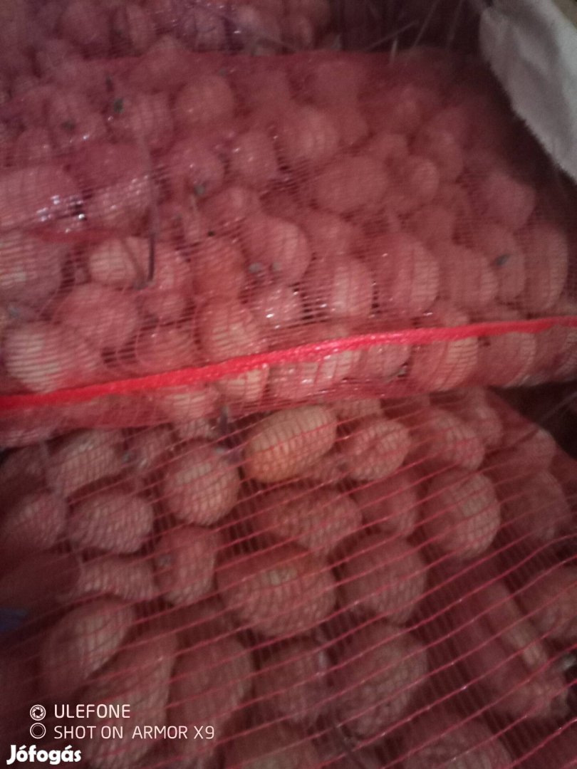 burgonya Agria és Duna sztár eladó 