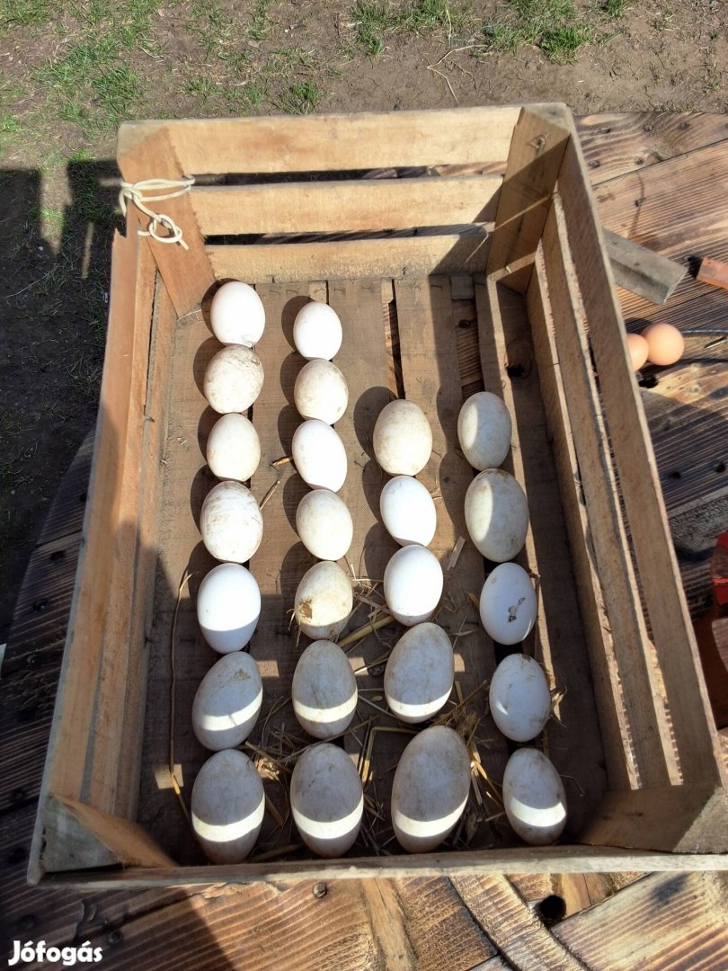 bütykos liba, pulyka tenyész tojás