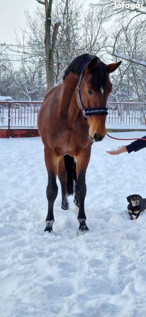 chaos új otthont keres