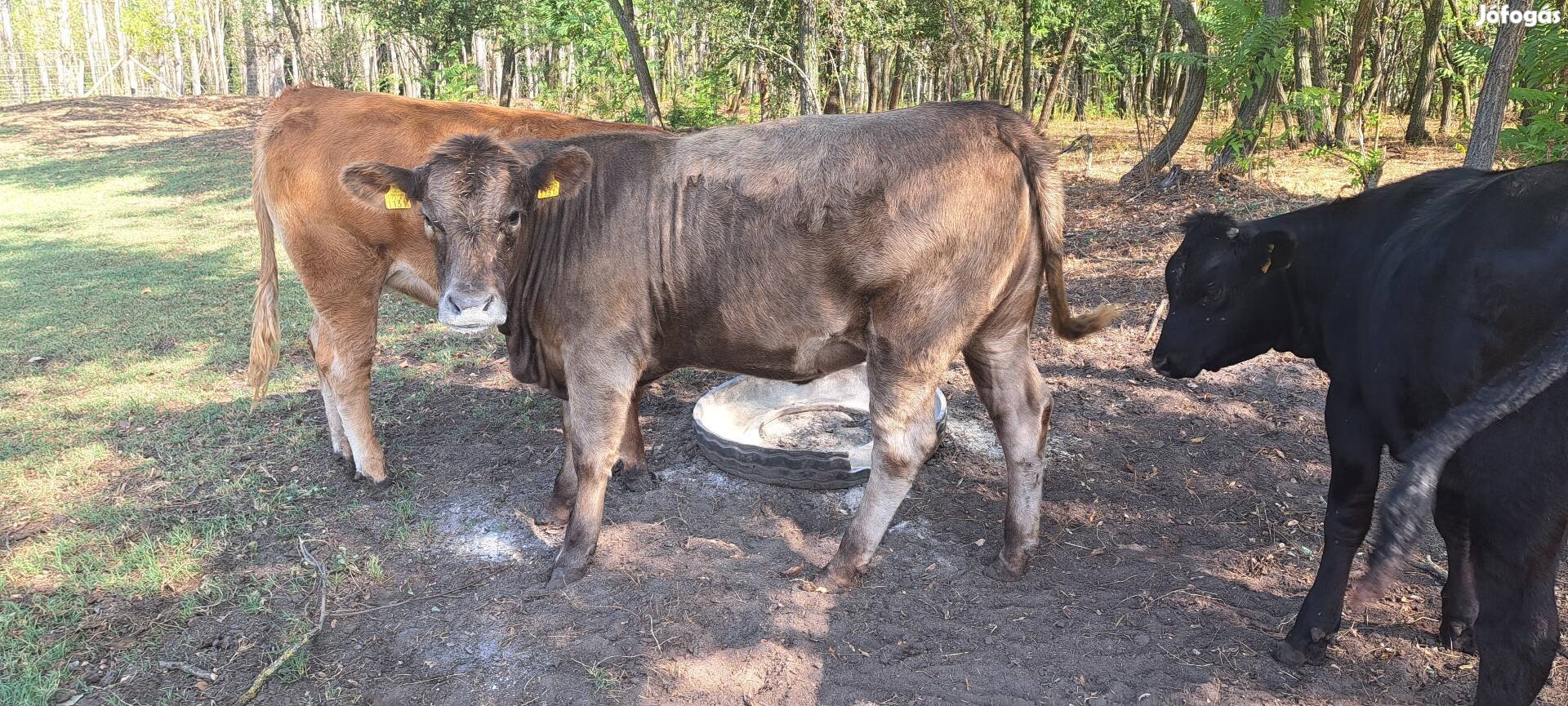 charolais limousin üszök 6db