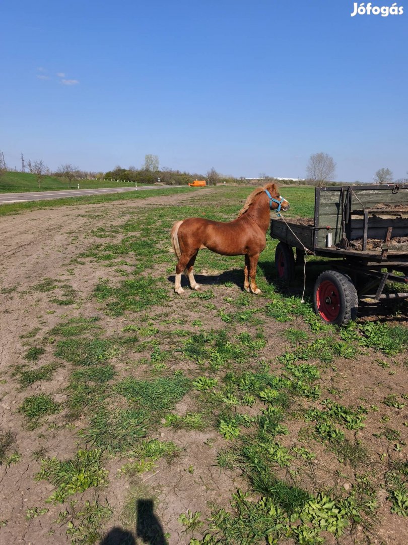 cifra eladó vagy cserélhető