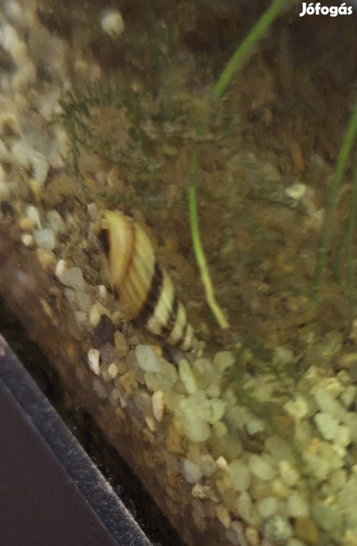 csigaevő csiga