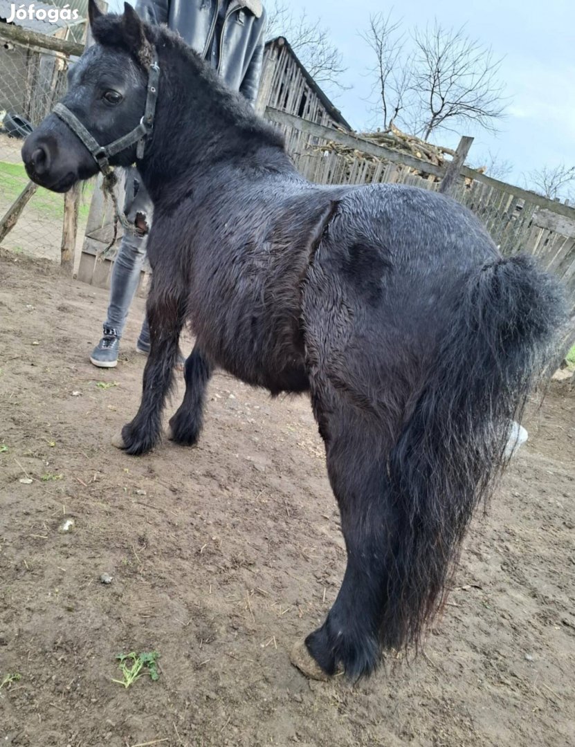 csödör poni eladó vagy cserélhető 