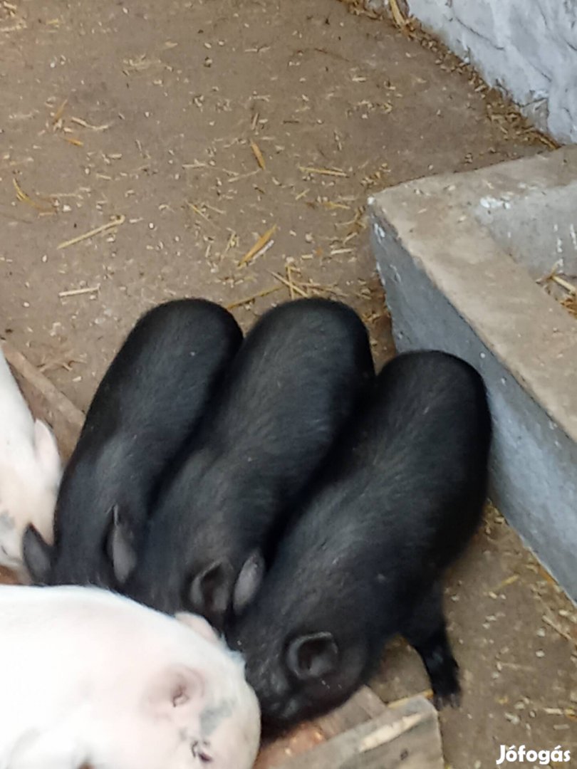 csungö hasú malac