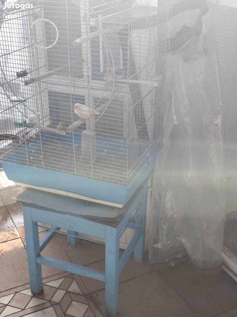 dísz madár kanári, zebrapinty