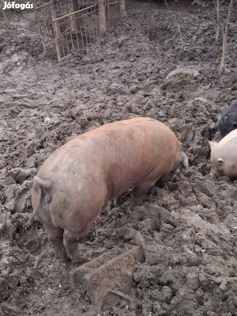 duroc disznó szabadtartásu