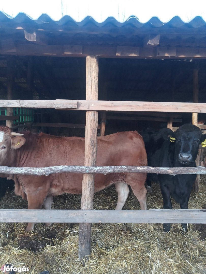 egy F 1 és egy blond  üszőt kinálok eladásra kb 500kg 