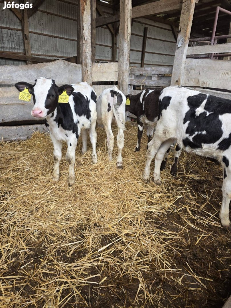 eladó 10 db holsten bika