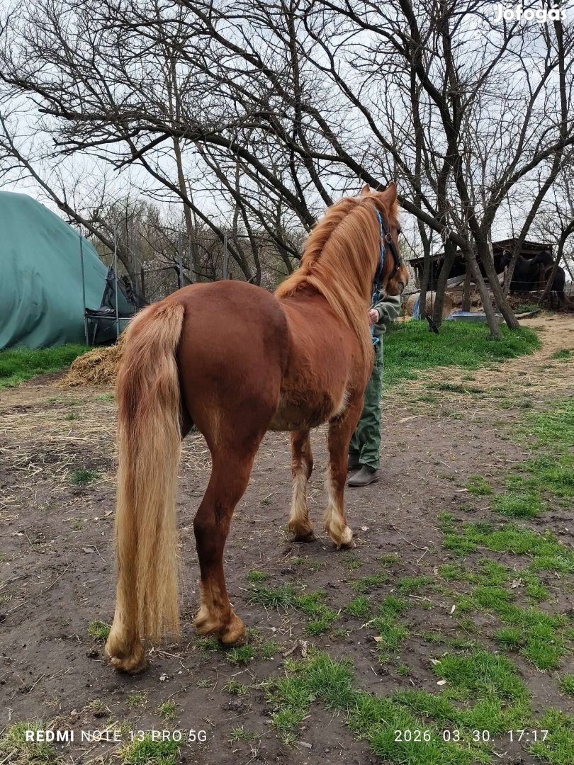eladó 135 cm herélt poni