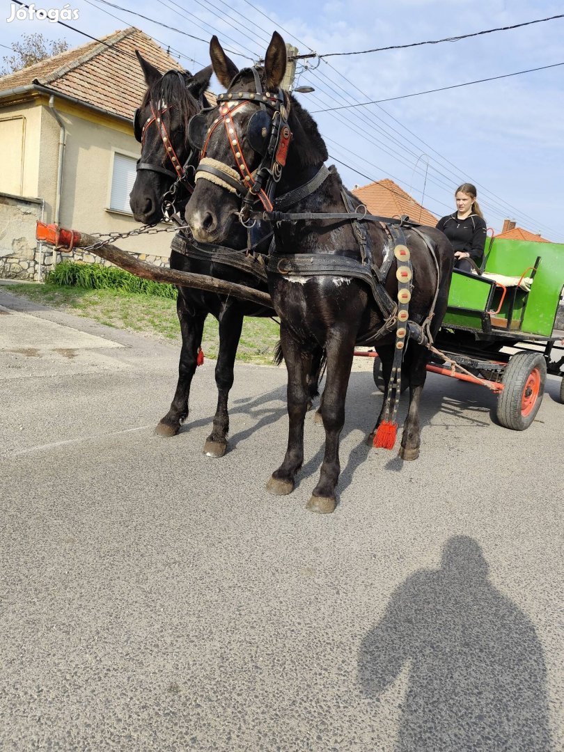 eladó 18 hónapos csödör csikó 