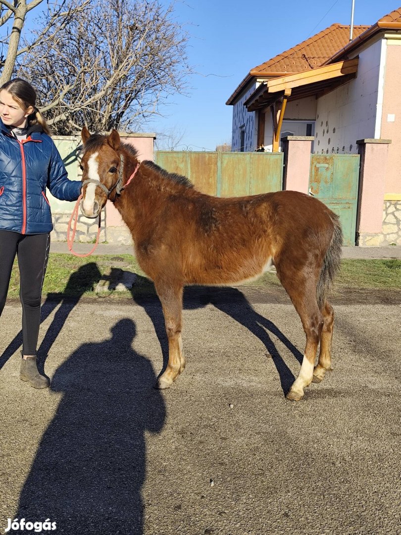 eladó 3 éves herélt poni 