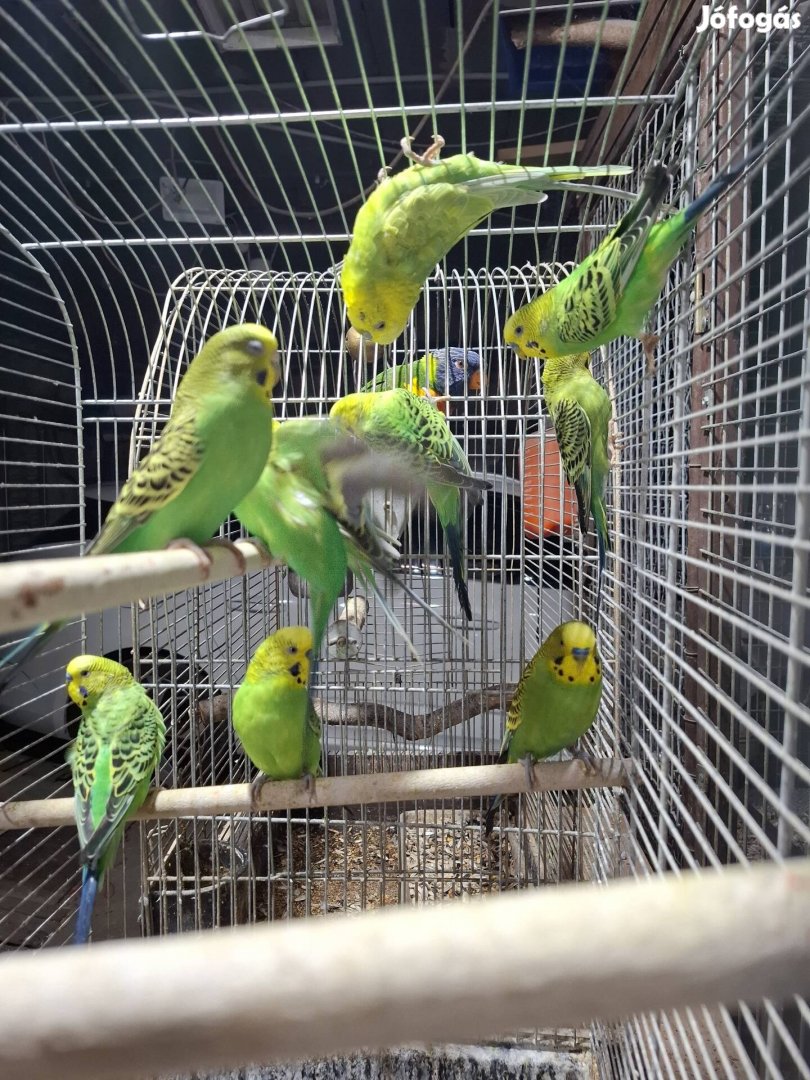eladó 3 hím hullámos papagáj