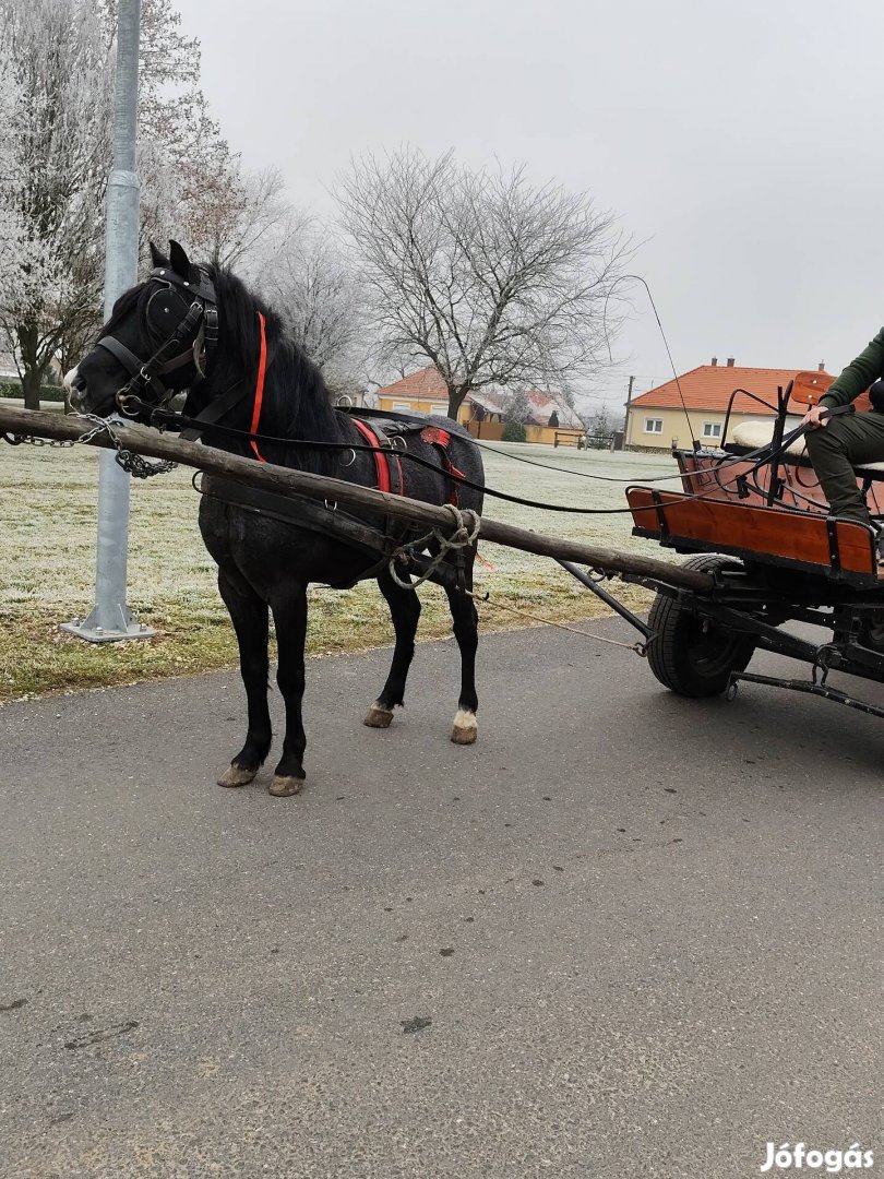 eladó 5 éves deres herélt poni