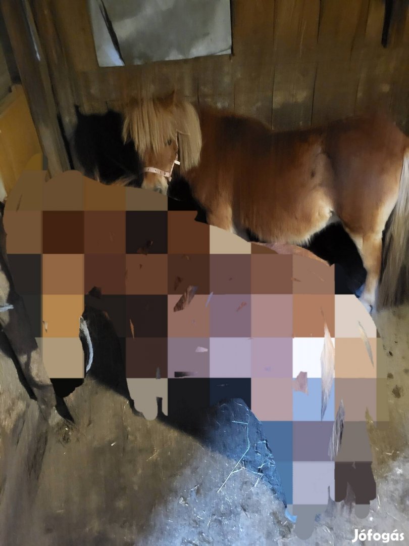 eladó a képen látható poni kanca 