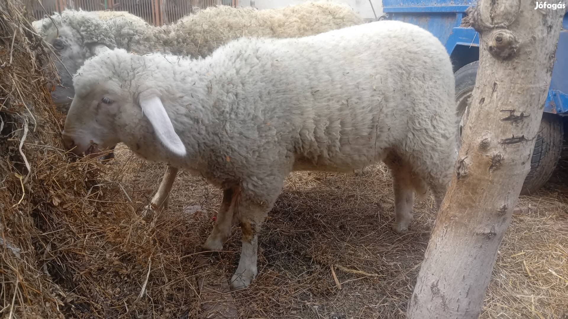 eladó anyabirka jerke bárányával