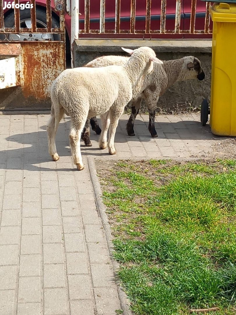 eladó bárányok kosok