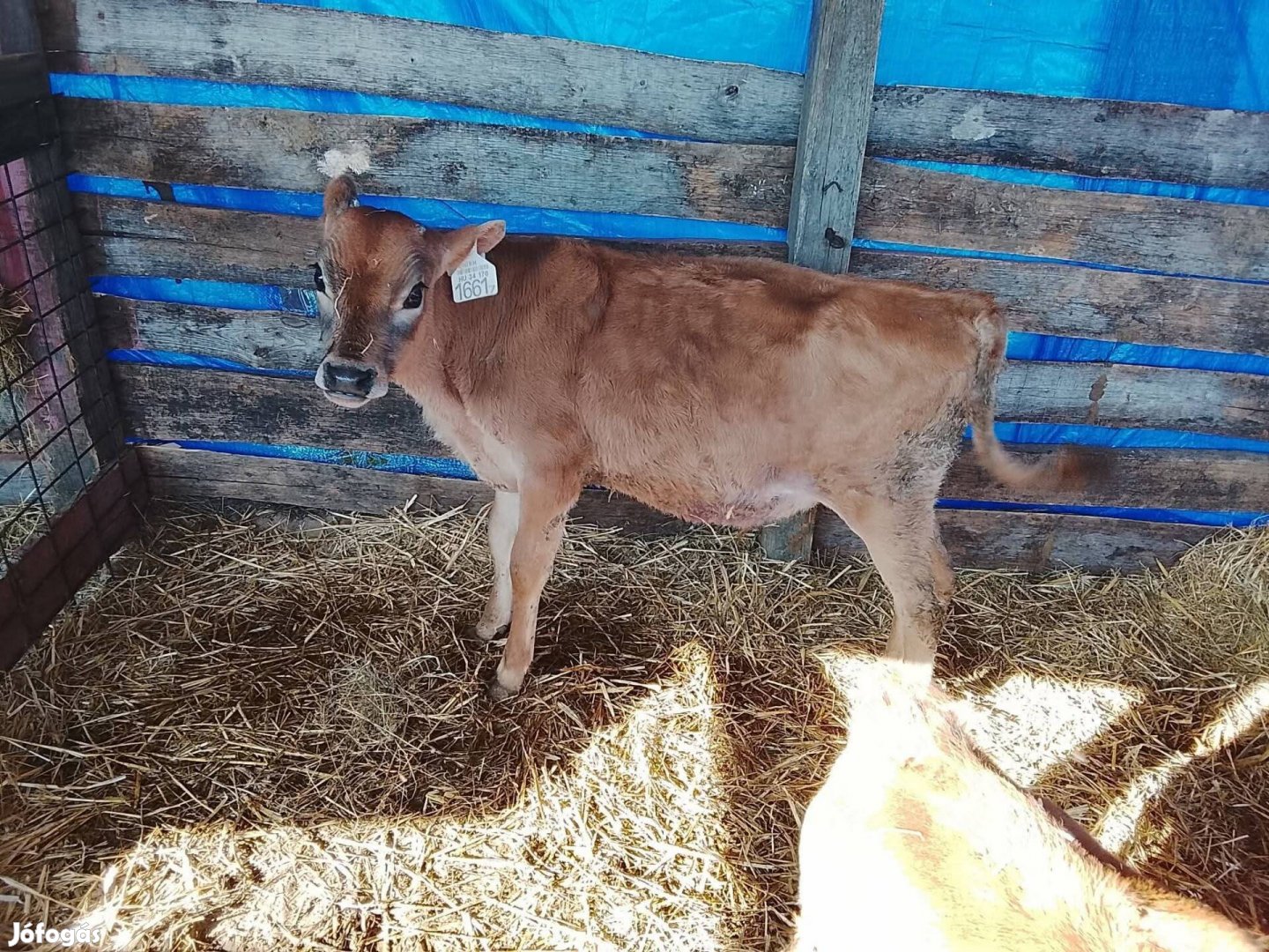 eladó bika borjúk