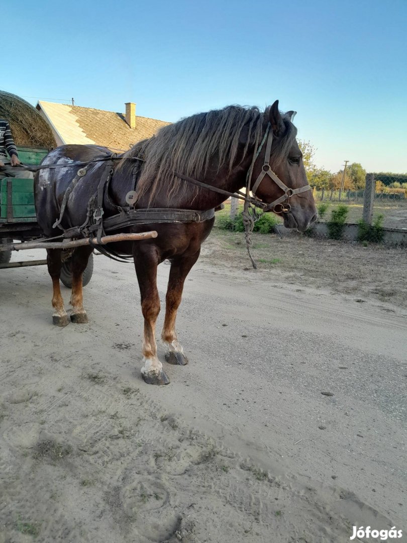 eladó csikó pócspetriben