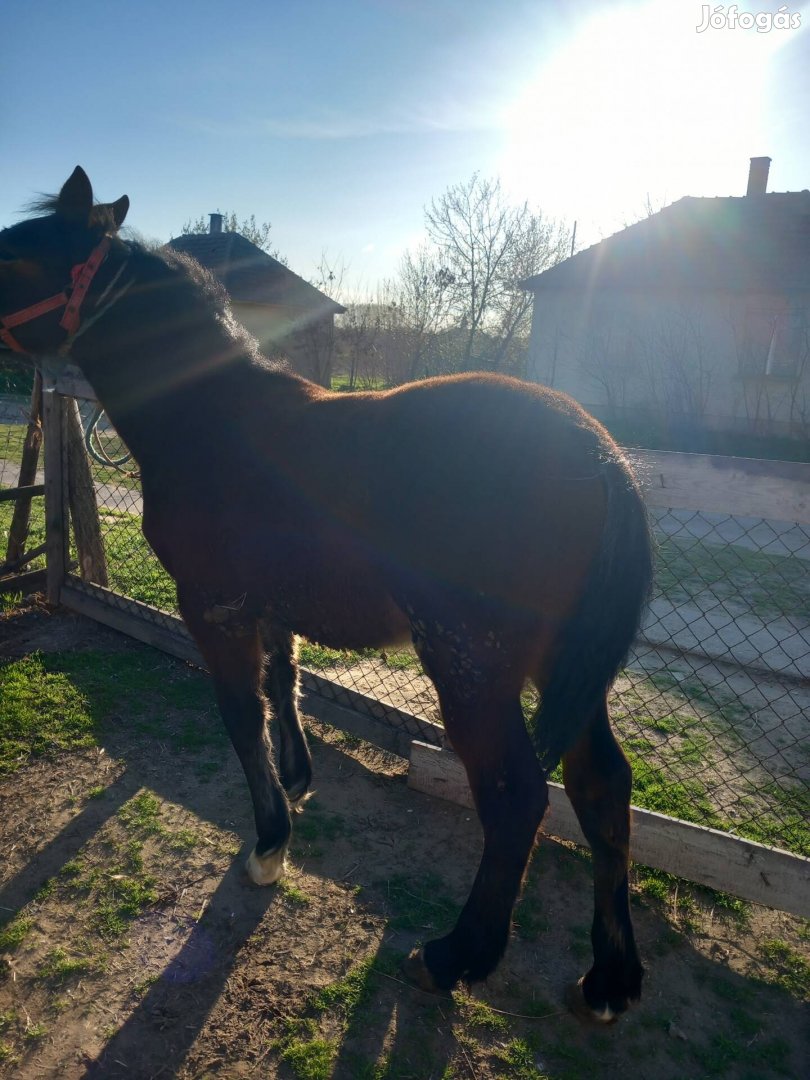 eladó csődör csiko