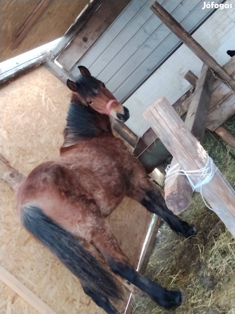 eladó csödör csikó