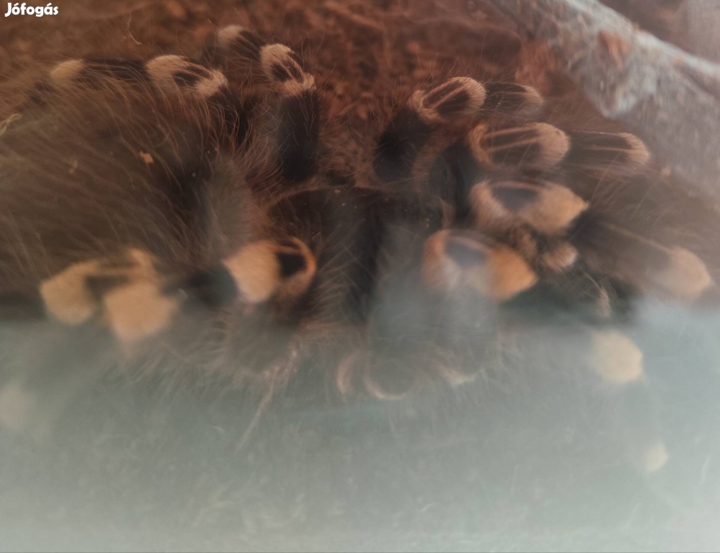 elado egy fiú madarpók