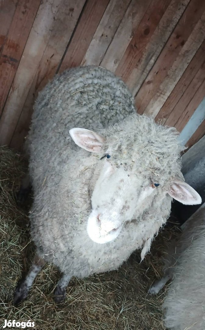 eladó egy nőstény birka 70 kilos