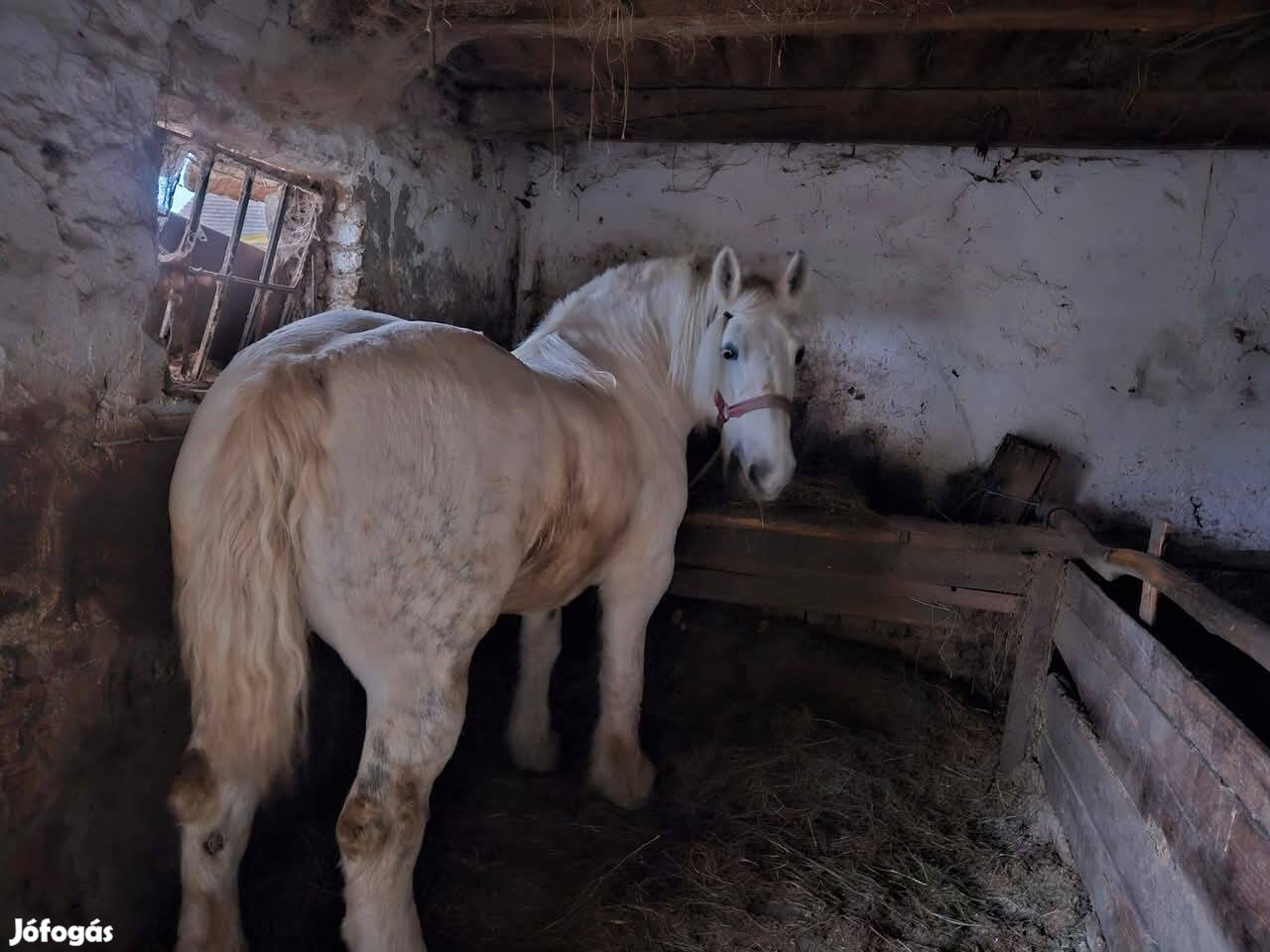 eladó hídegvérü vastag kanca ló