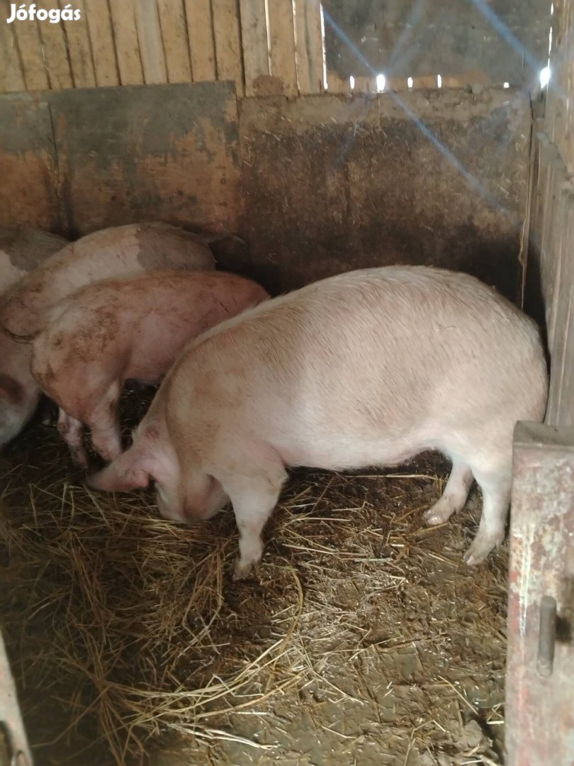 eladó hízo Hajdú-Bihar megye