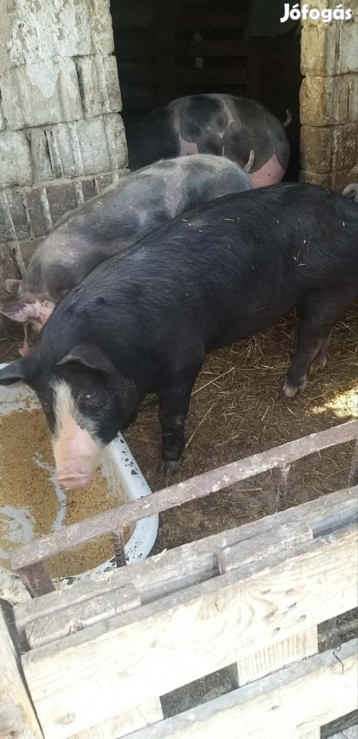 elado hungahibb 39es kan