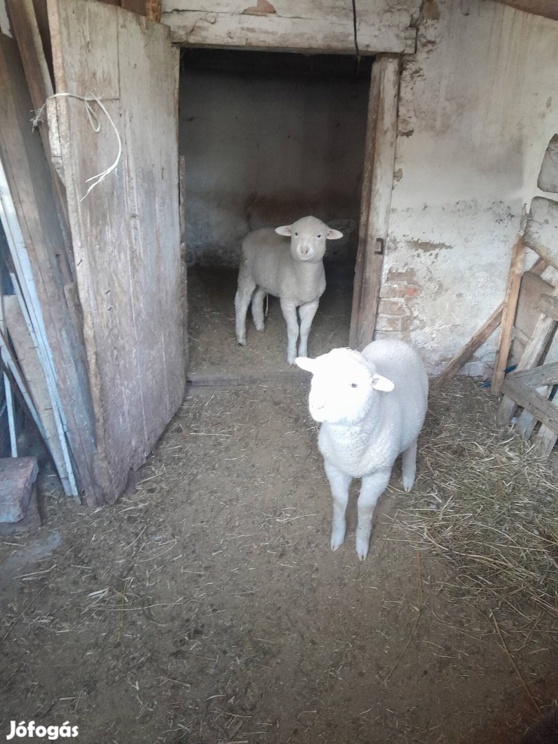 elado húsvéti bárány
