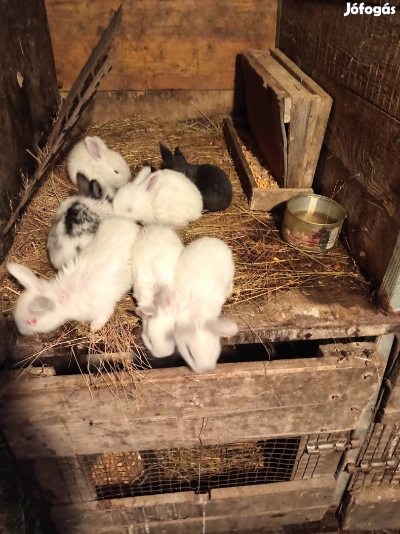 eladó húsvéti nyuszik