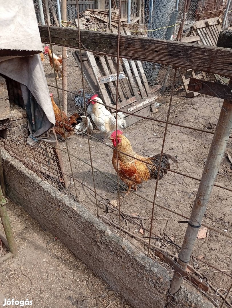 eladó keverék kakasok