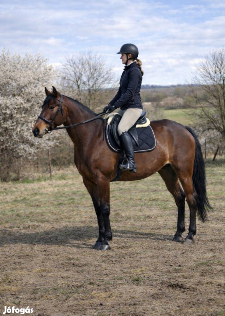 eladó magyar félvér kanca