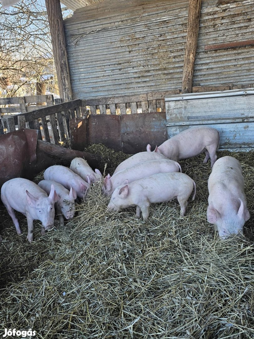 eladó malacok