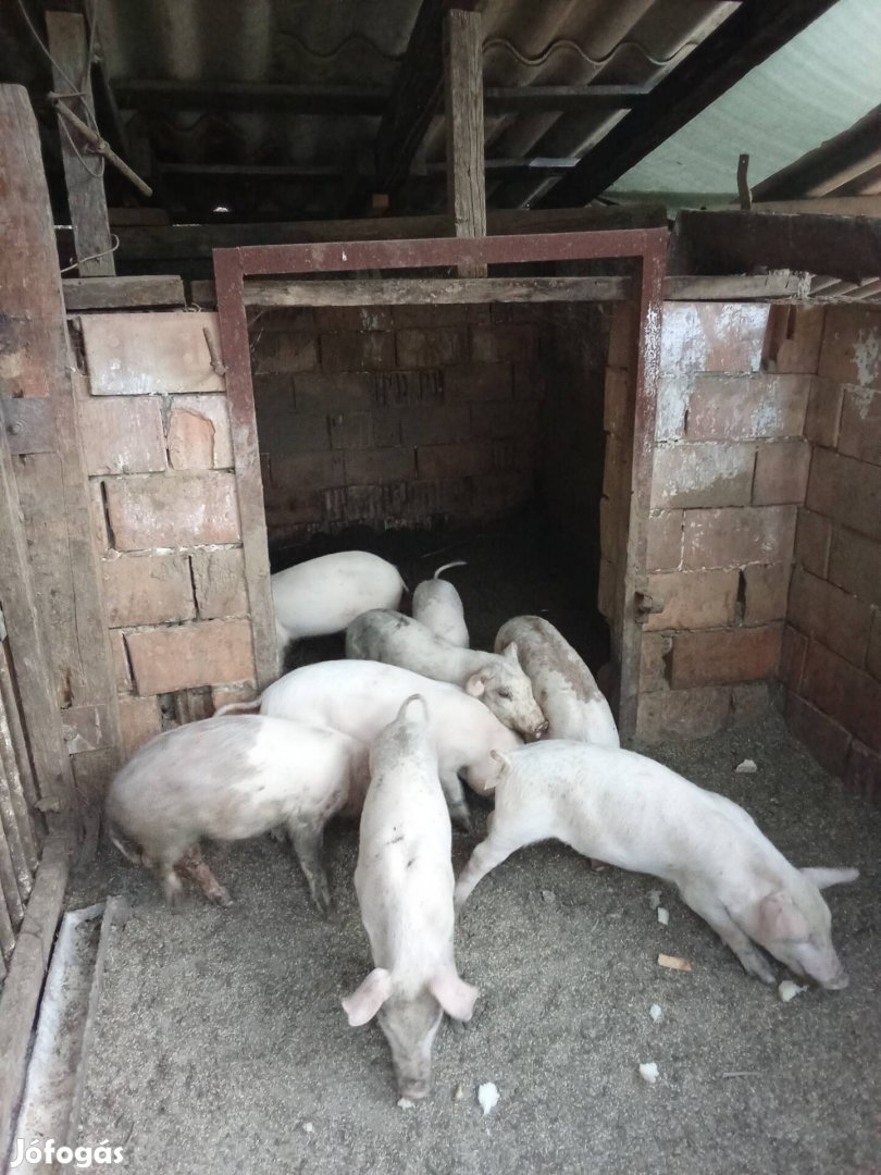 eladó malacok 