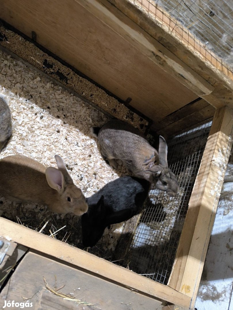 eladó nyúl Szabolcsban