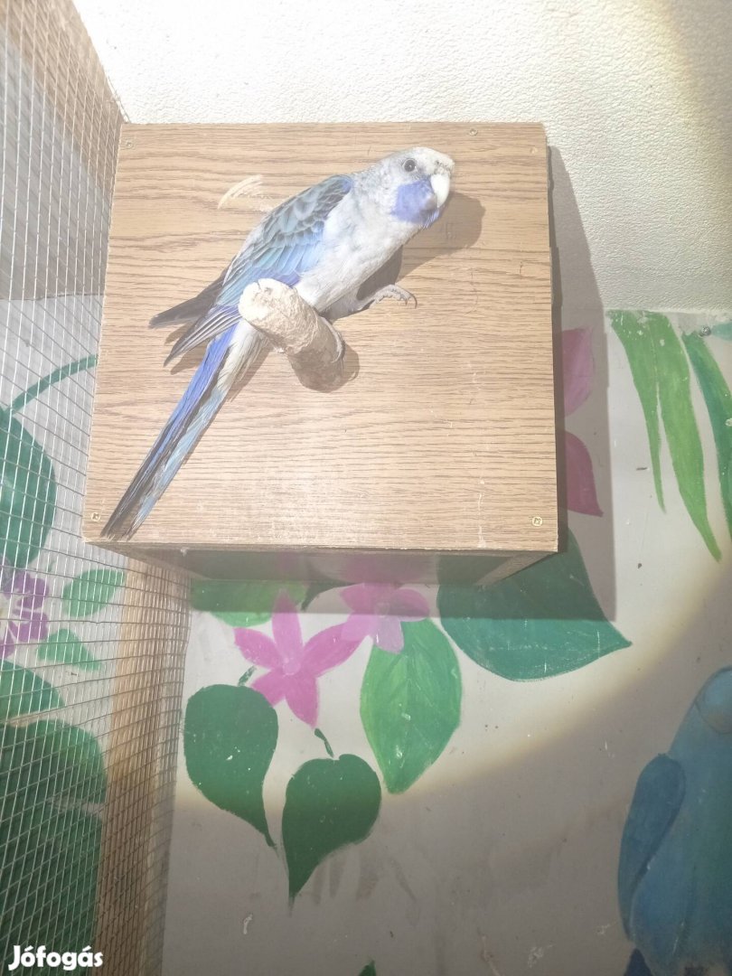 eladó papagájok