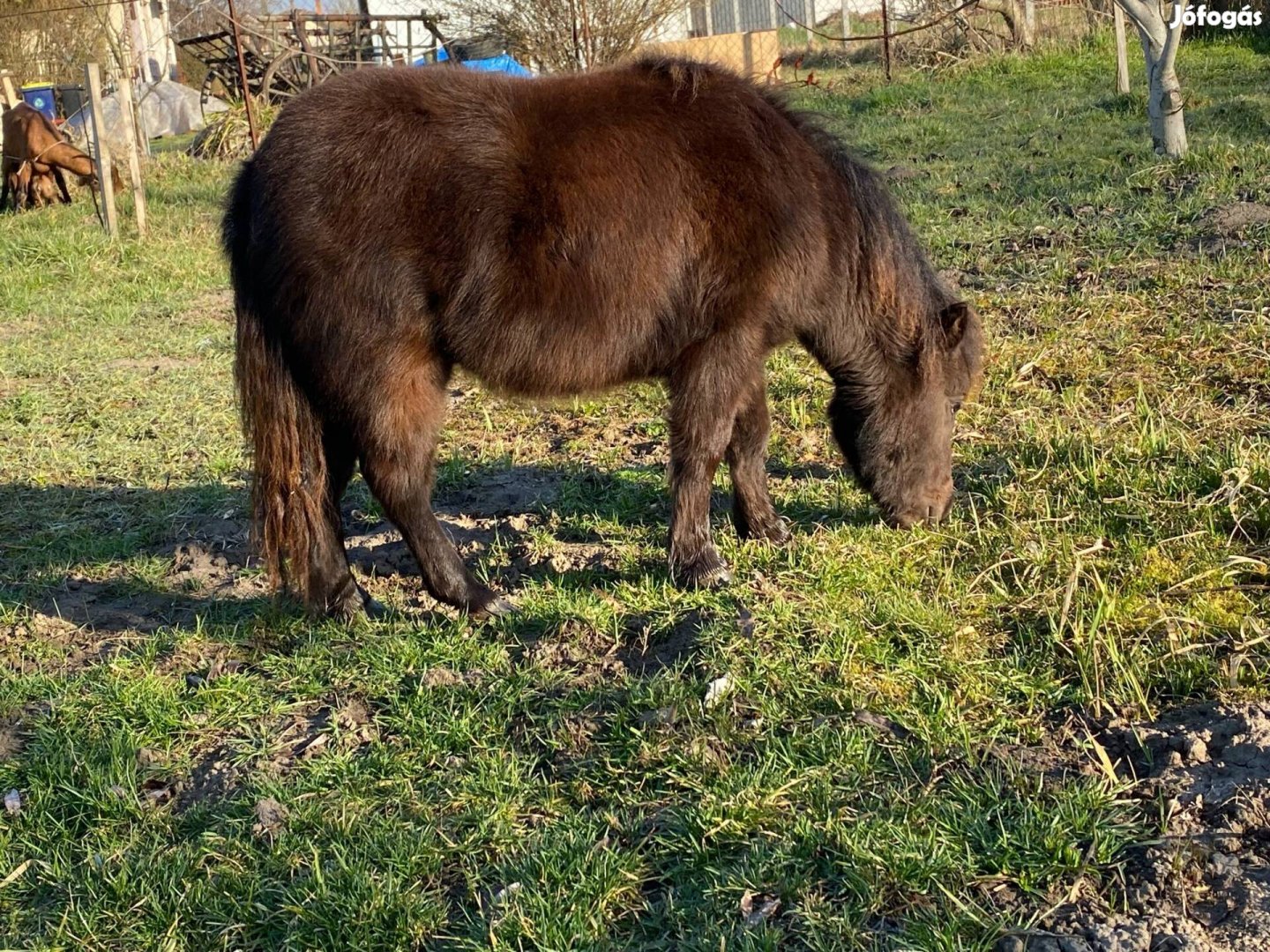 eladó poni 70. centi