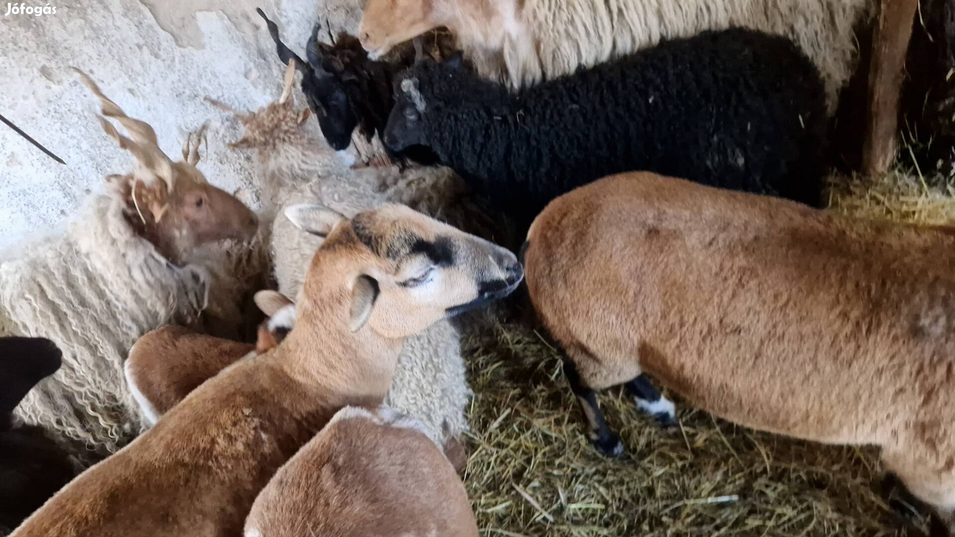 eladó racka növendék báranyok