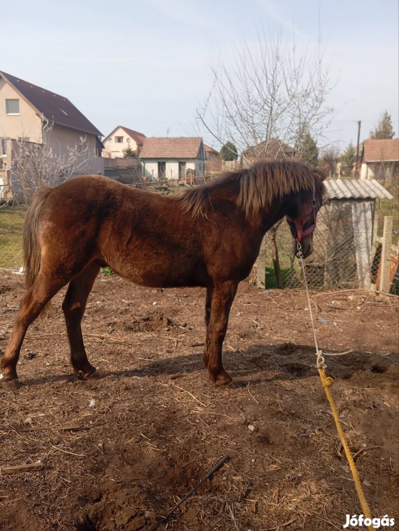 eladó szép csődör csikó