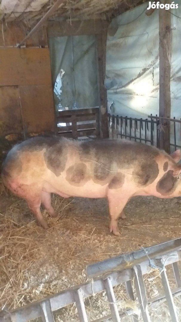 elado tiszta vérü belga pietrin kann