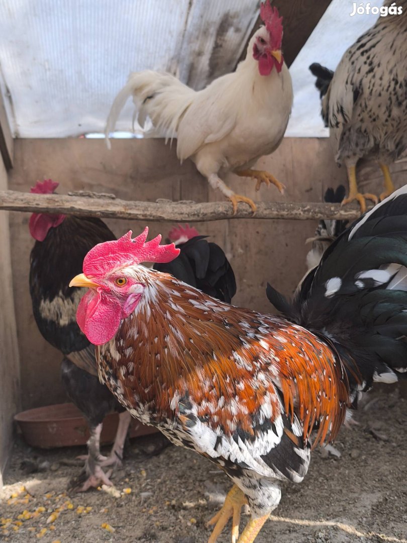 eladó több féle kakas